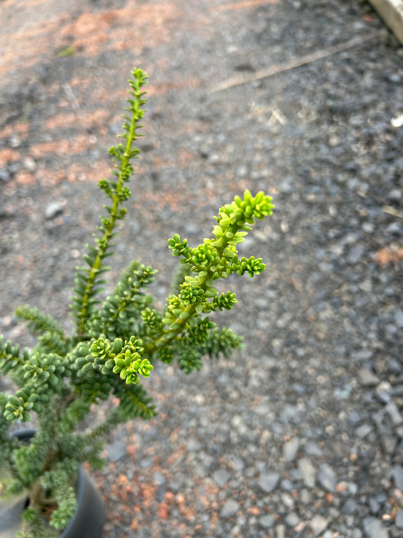 Taxus baccata 'Amersfoort' Japanese Yew