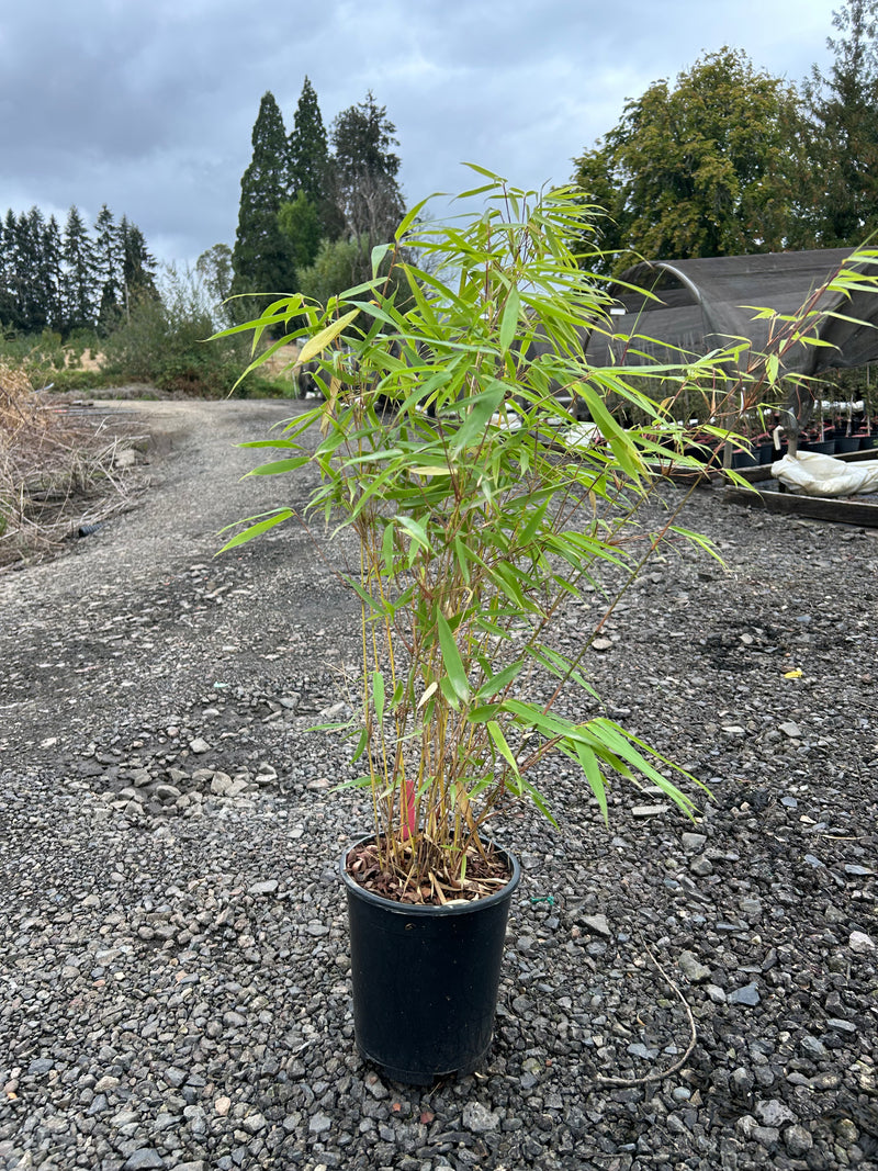 Fargesia dracocephala 'Rufa' Dragon Head Clumping Bamboo