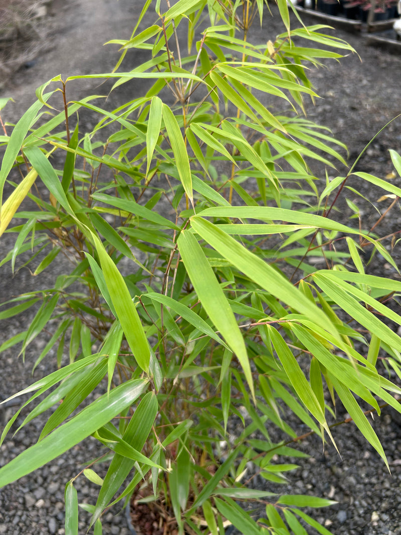 Fargesia dracocephala 'Rufa' Dragon Head Clumping Bamboo
