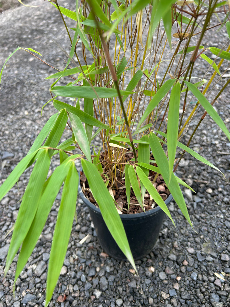 Fargesia dracocephala 'Rufa' Dragon Head Clumping Bamboo