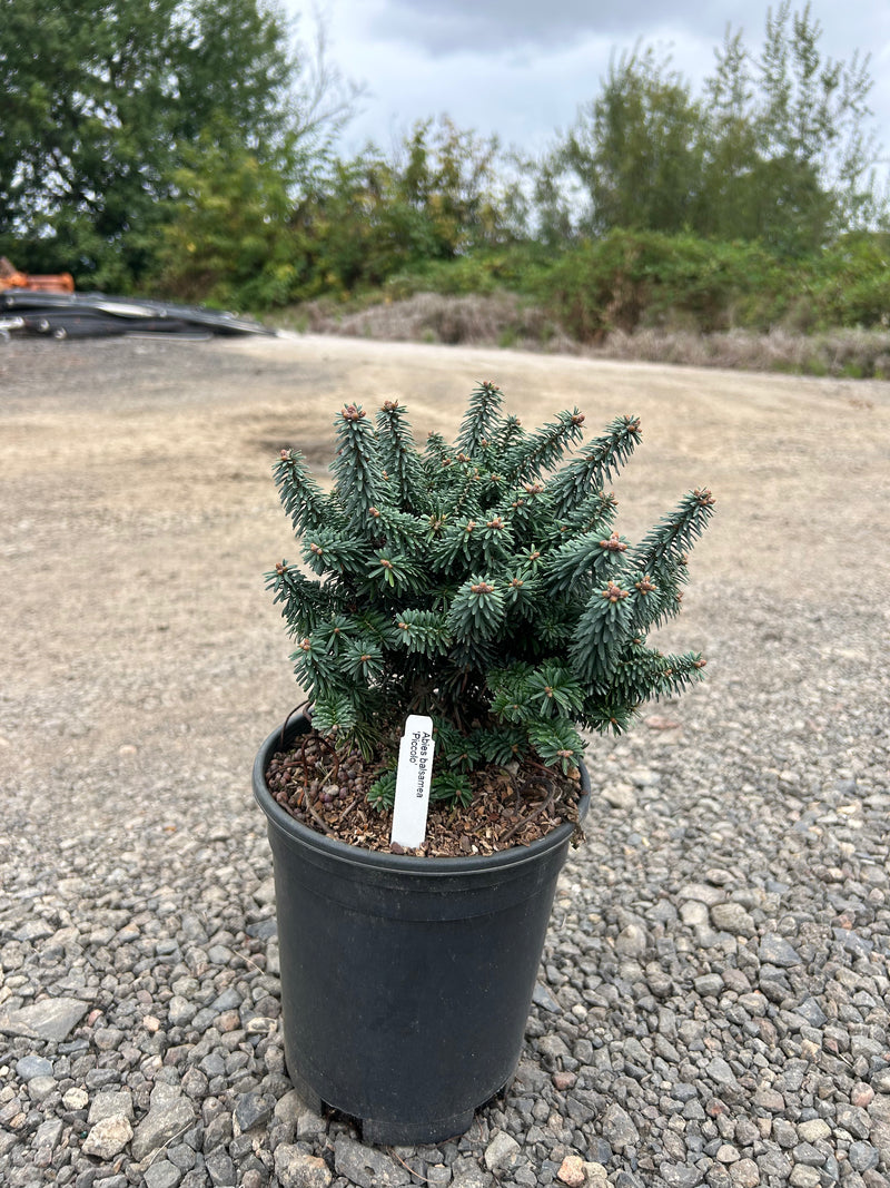 Abies balsamea 'Piccolo' Balsam Fir