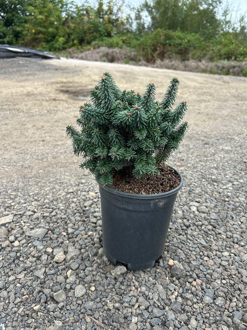 Abies balsamea 'Piccolo' Balsam Fir