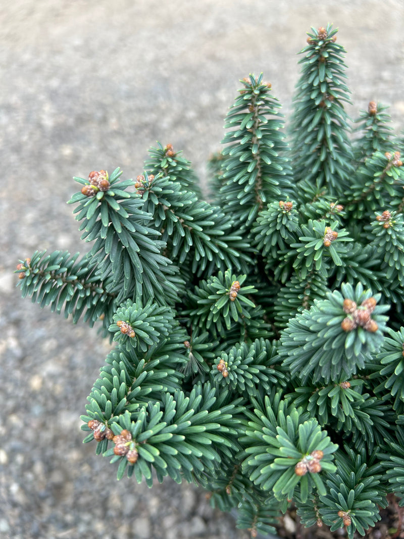 Abies balsamea 'Piccolo' Balsam Fir