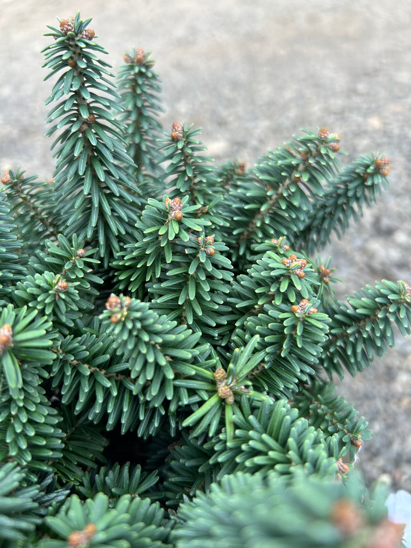 Abies balsamea 'Piccolo' Balsam Fir