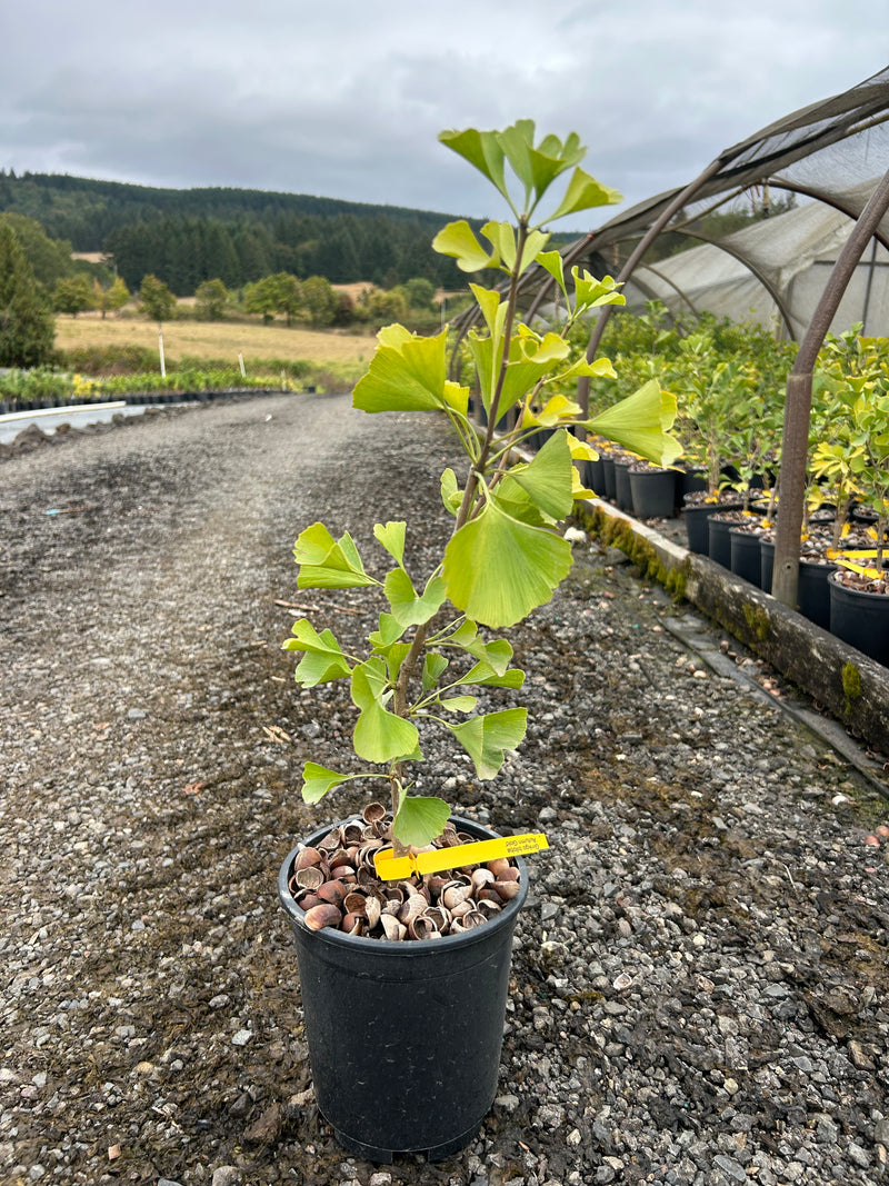 Ginkgo biloba 'Autumn Gold' Ginkgo Tree