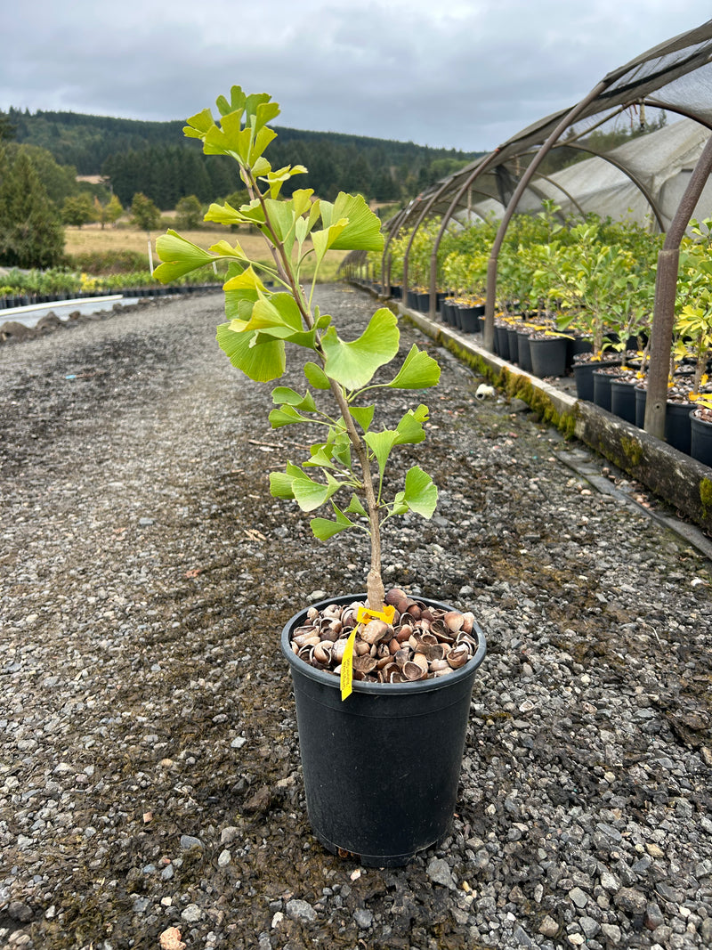 Ginkgo biloba 'Autumn Gold' Ginkgo Tree