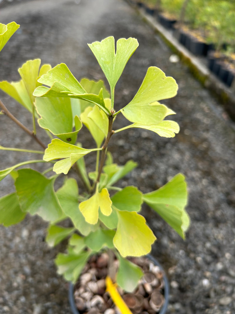 Ginkgo biloba 'Autumn Gold' Ginkgo Tree