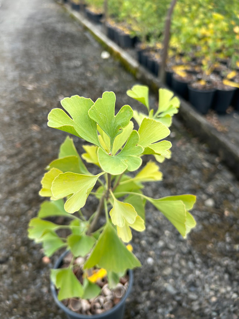 Ginkgo biloba 'Autumn Gold' Ginkgo Tree