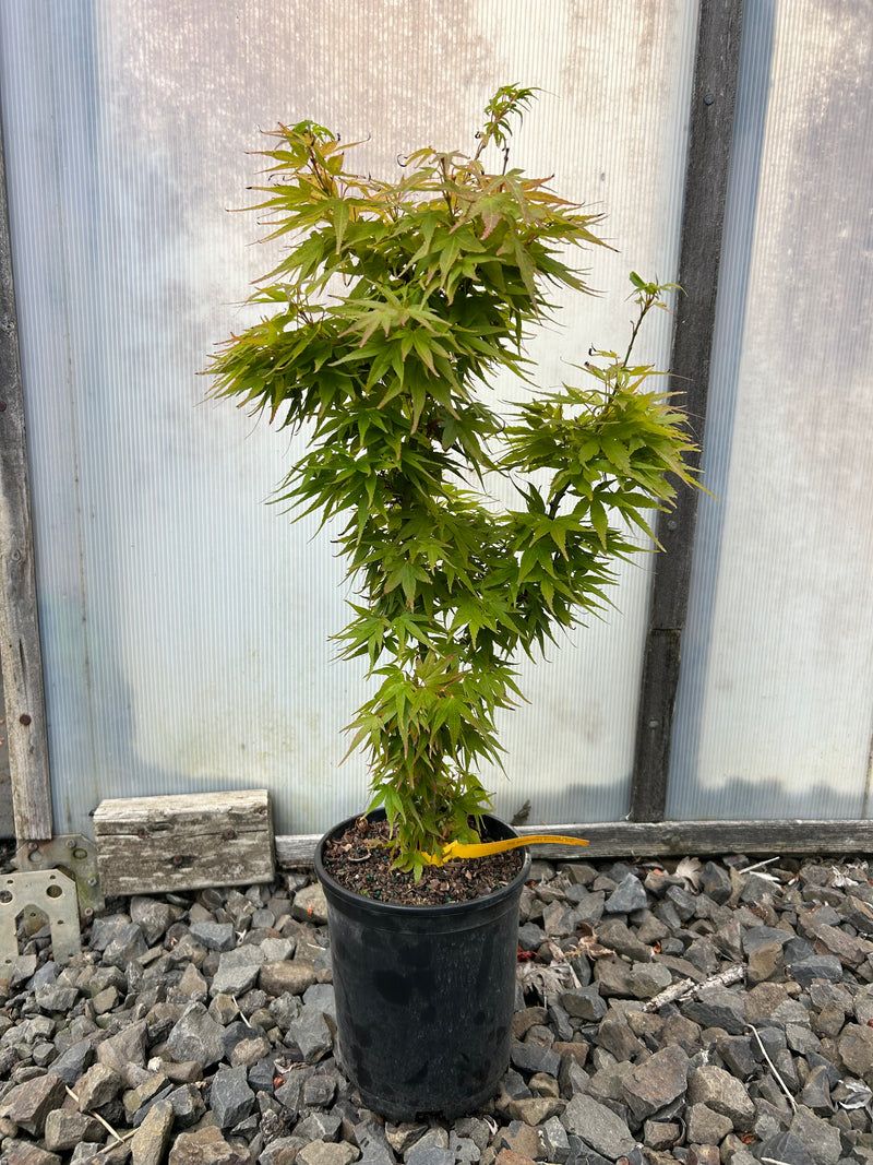 Acer palmatum 'Mikawa yatsubusa Seedling' Dwarf Japanese Maple