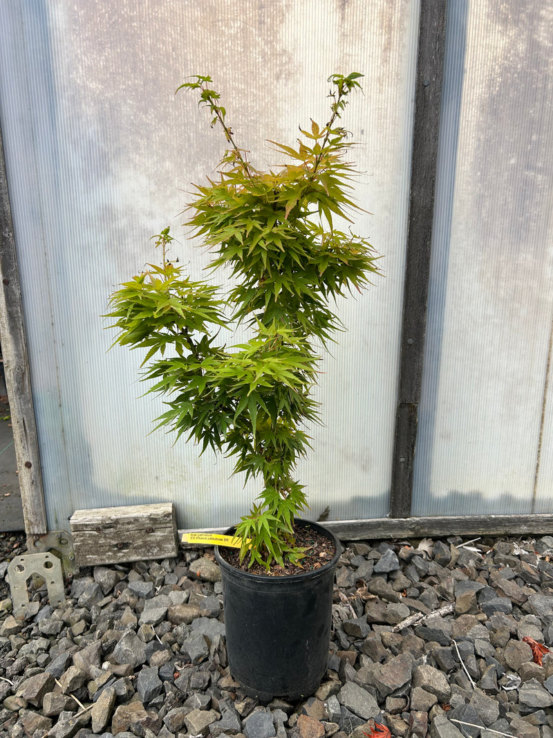Acer palmatum 'Mikawa yatsubusa Seedling' Dwarf Japanese Maple