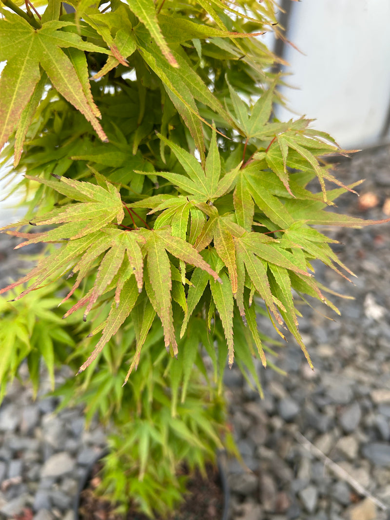 Acer palmatum 'Mikawa yatsubusa Seedling' Dwarf Japanese Maple