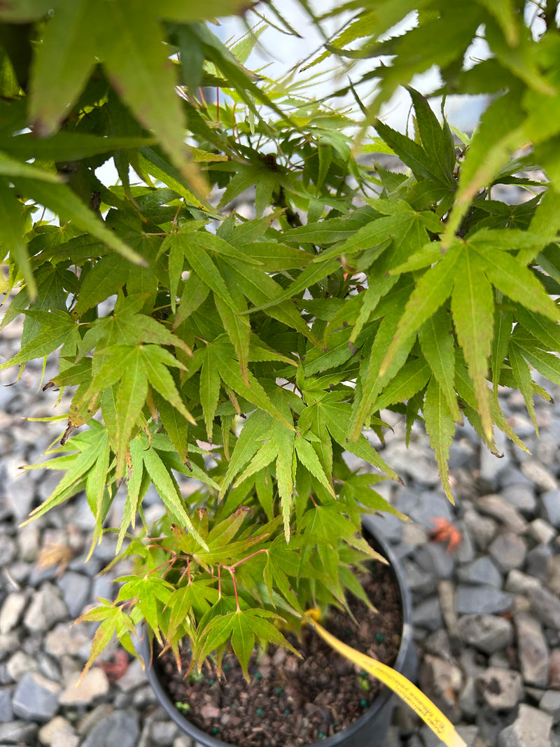 Acer palmatum 'Mikawa yatsubusa Seedling' Dwarf Japanese Maple