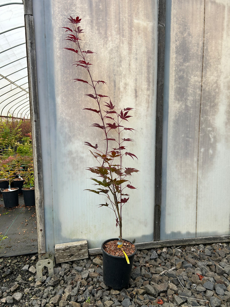 Acer palmatum 'Fireglow' Japanese Maple
