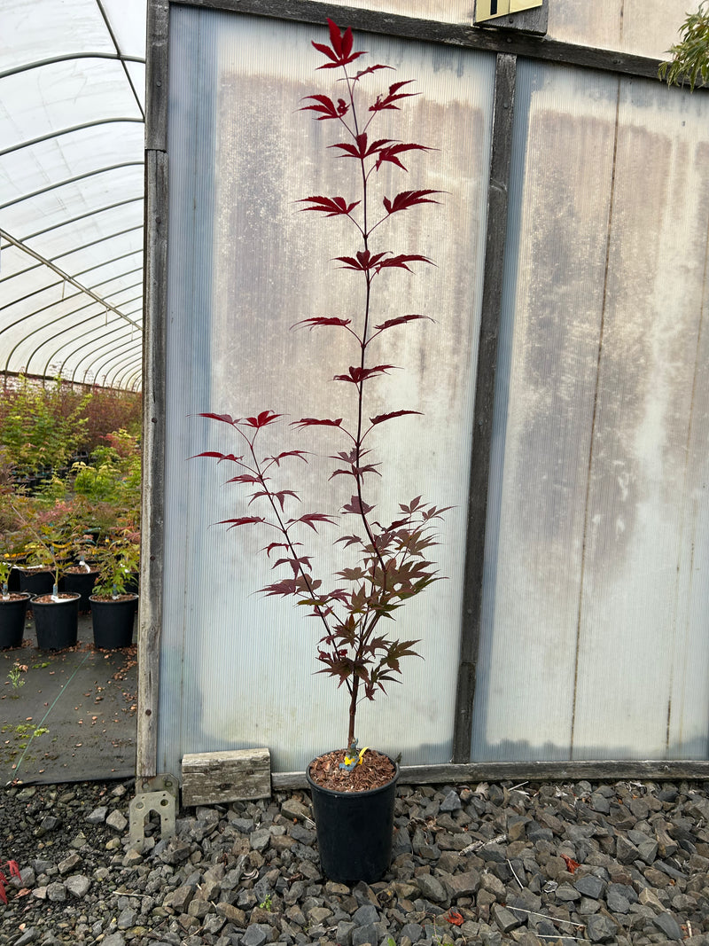 Acer palmatum 'Fireglow' Japanese Maple