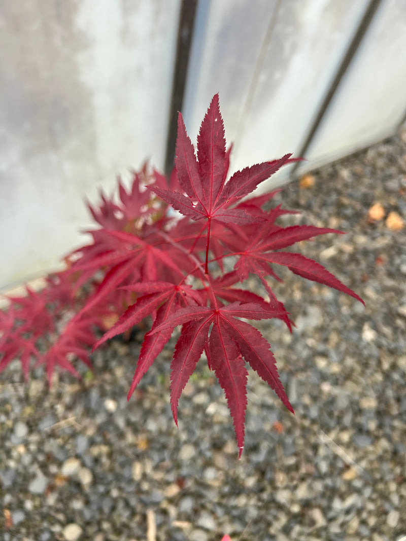 Acer palmatum 'Fireglow' Japanese Maple