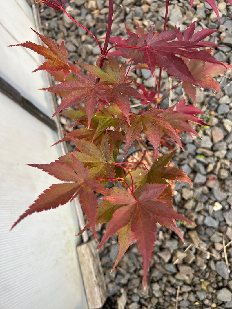 Acer palmatum 'Fireglow' Japanese Maple