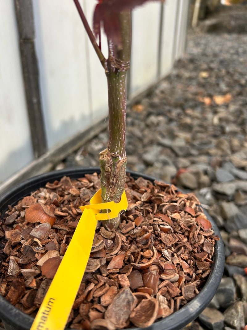 Acer palmatum 'Fireglow' Japanese Maple