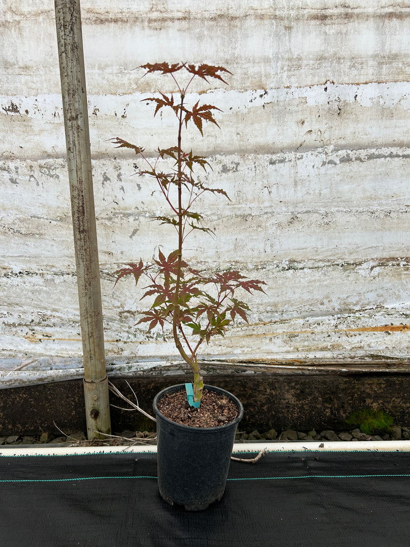 Acer palmatum 'Nebula' Variegated Japanese Maple