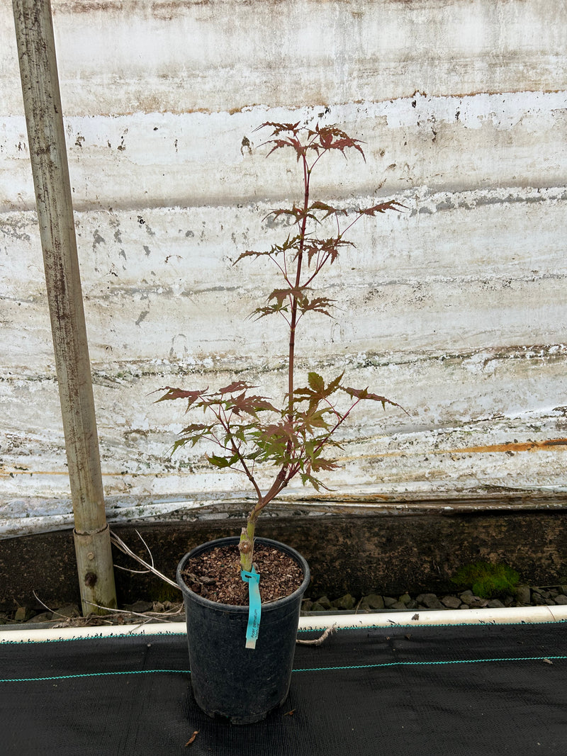 Acer palmatum 'Nebula' Variegated Japanese Maple
