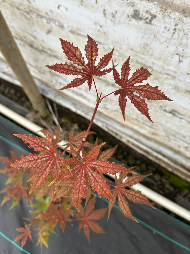Acer palmatum 'Nebula' Variegated Japanese Maple