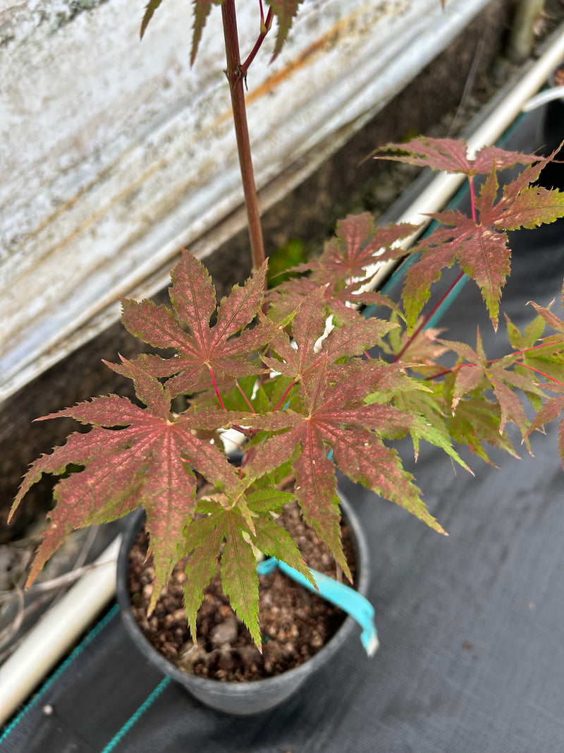 Acer palmatum 'Nebula' Variegated Japanese Maple