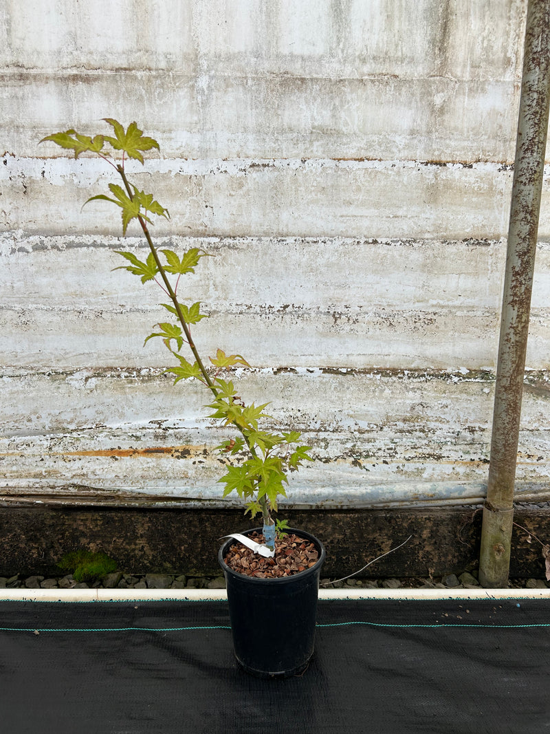 Acer shirasawanum 'Sunny' Golden Full Moon Japanese Maple