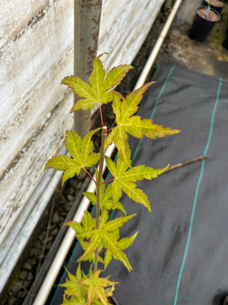Acer shirasawanum 'Sunny' Golden Full Moon Japanese Maple