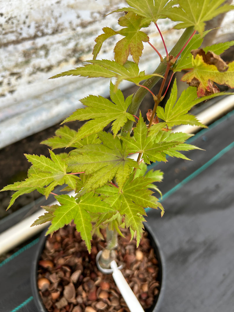 Acer shirasawanum 'Sunny' Golden Full Moon Japanese Maple