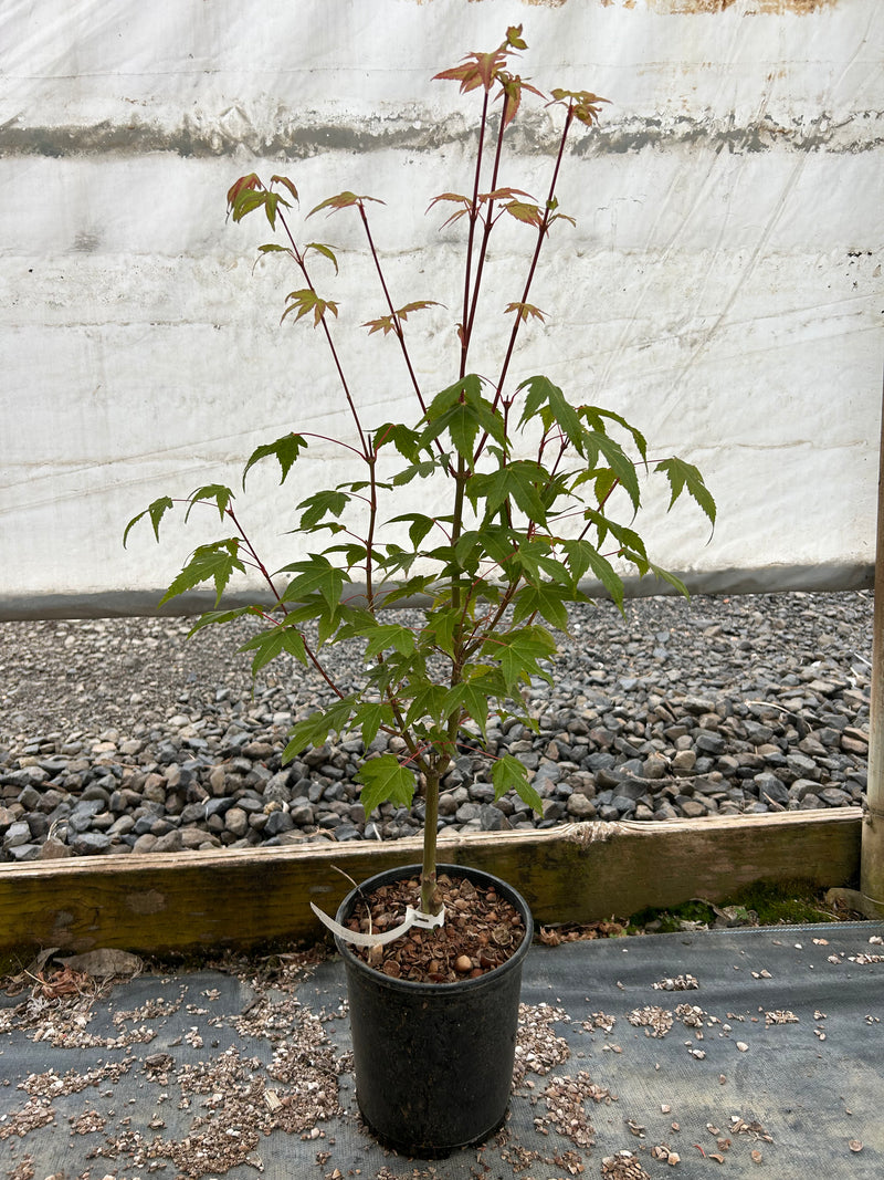 Acer palmatum 'Pink Panther' Pink Japanese Maple Tree