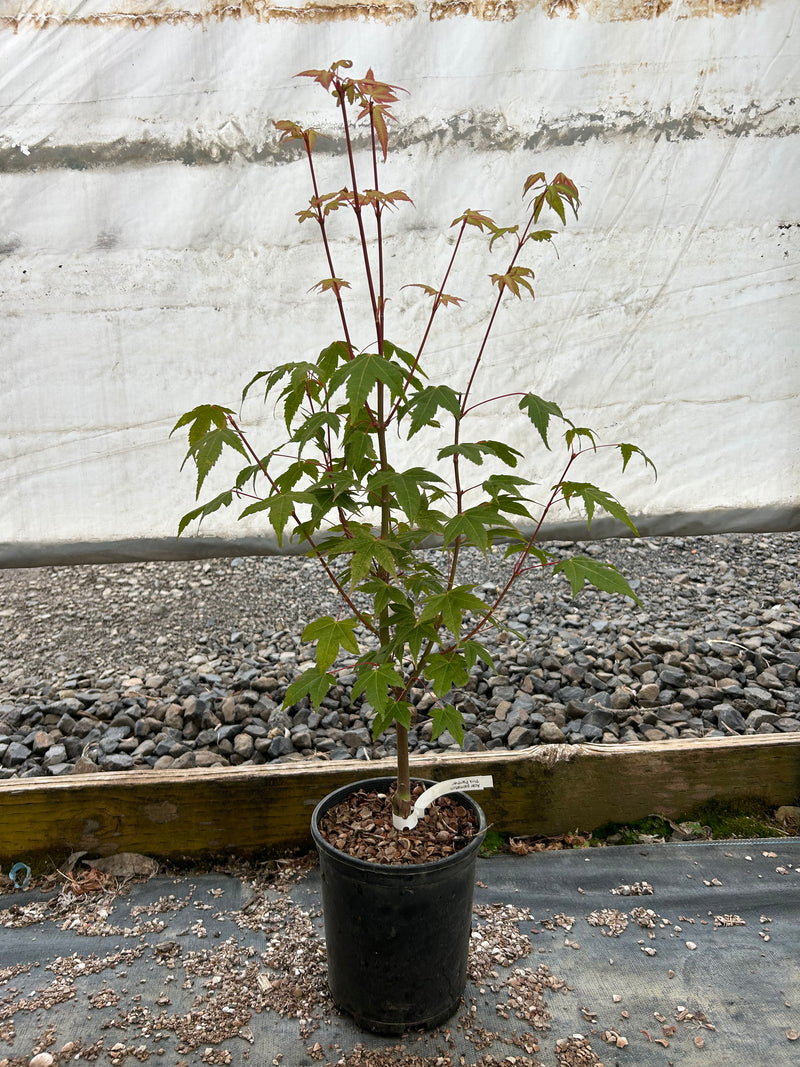Acer palmatum 'Pink Panther' Pink Japanese Maple Tree
