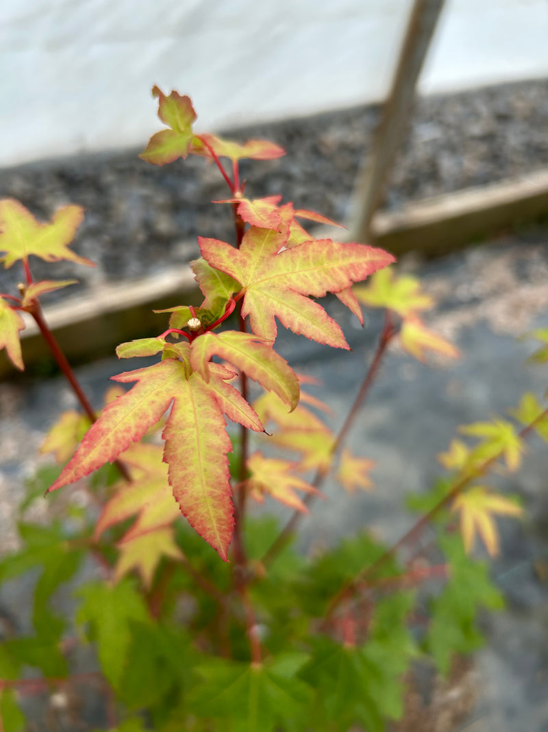 Acer palmatum 'Pink Panther' Pink Japanese Maple Tree