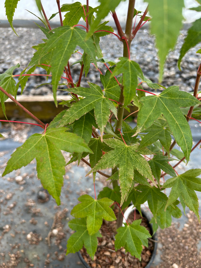 Acer palmatum 'Pink Panther' Pink Japanese Maple Tree