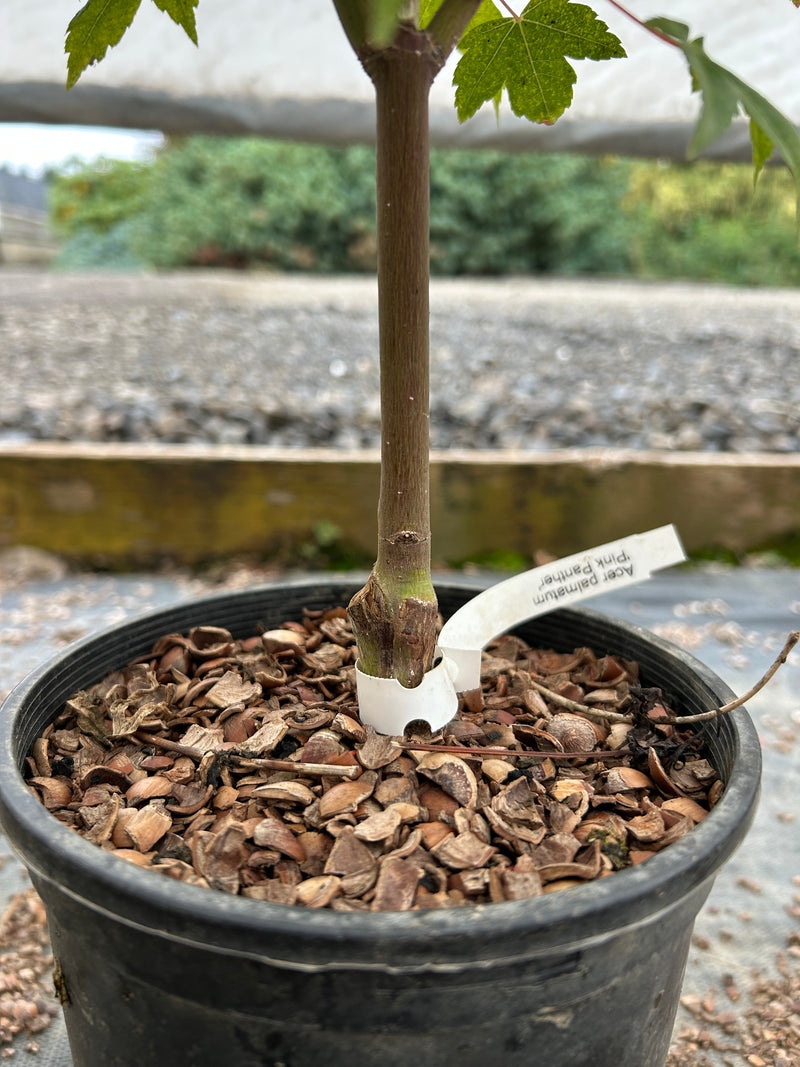 Acer palmatum 'Pink Panther' Pink Japanese Maple Tree