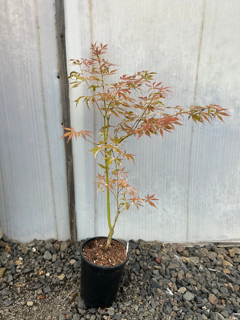 Acer palmatum 'Lileeane's Jewel' Japanese Maple