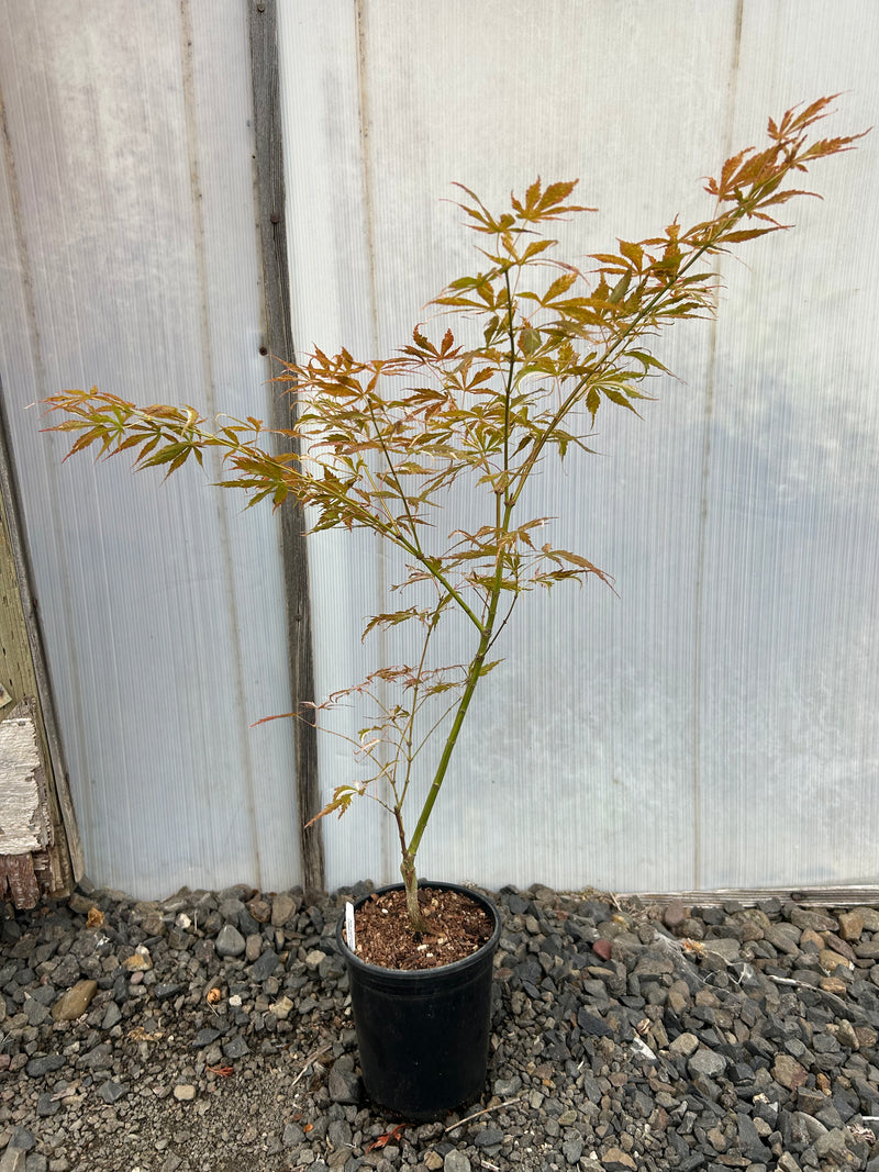 Acer palmatum 'Lileeane's Jewel' Japanese Maple