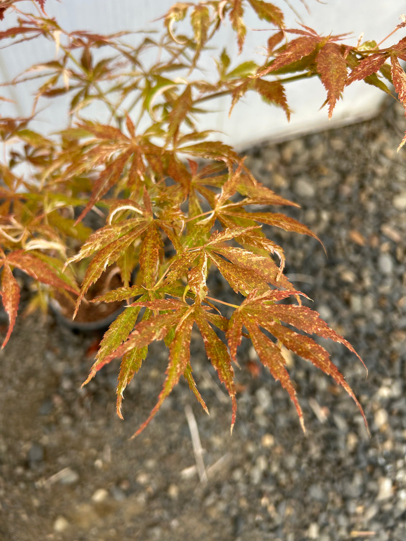 Acer palmatum 'Lileeane's Jewel' Japanese Maple