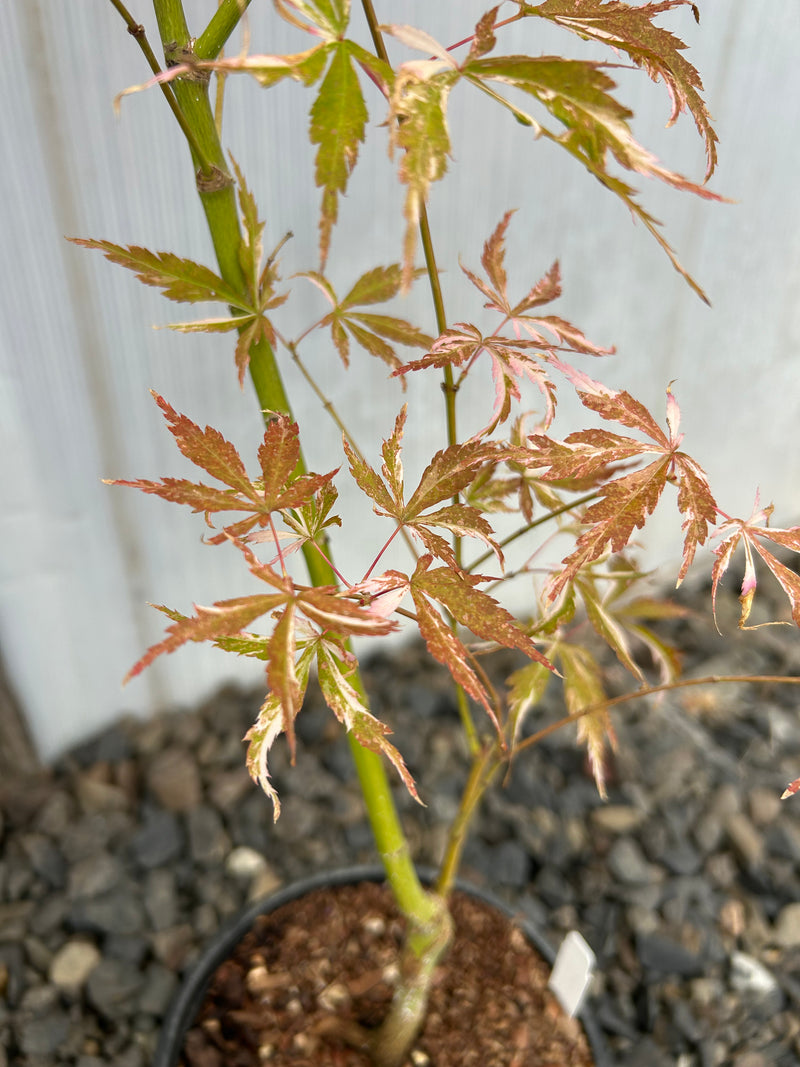 Acer palmatum 'Lileeane's Jewel' Japanese Maple