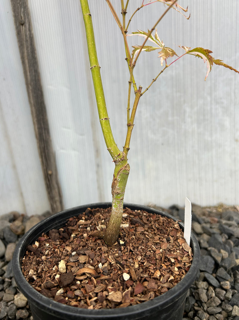 Acer palmatum 'Lileeane's Jewel' Japanese Maple