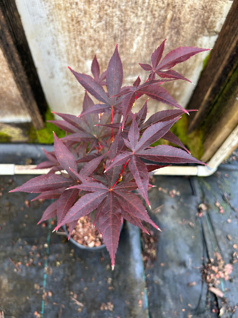 Acer palmatum 'Emperor 1' Japanese Maple Tree