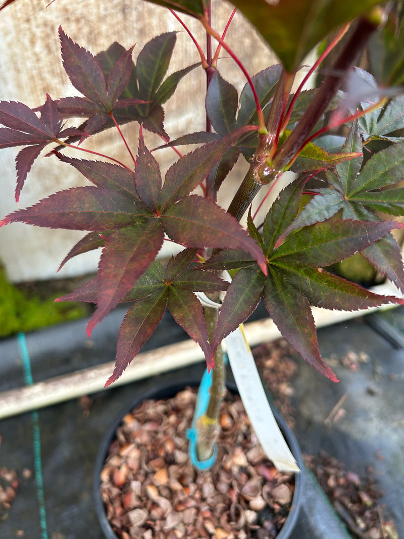 Acer palmatum 'Emperor 1' Japanese Maple Tree