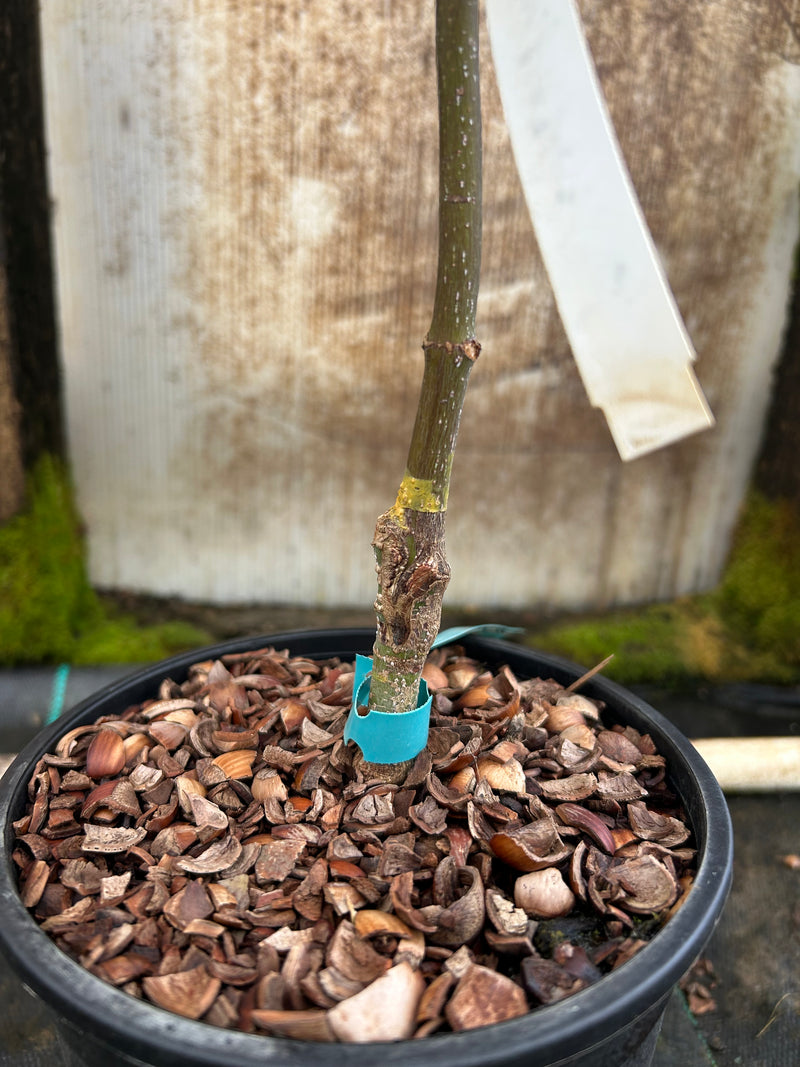 Acer palmatum 'Emperor 1' Japanese Maple Tree