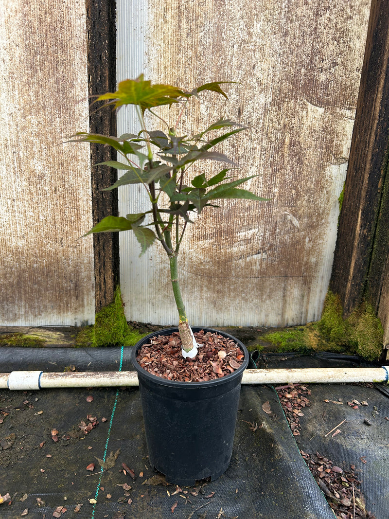 Acer palmatum 'Rhode Island Red' Dwarf Bloodgood Japanese Maple