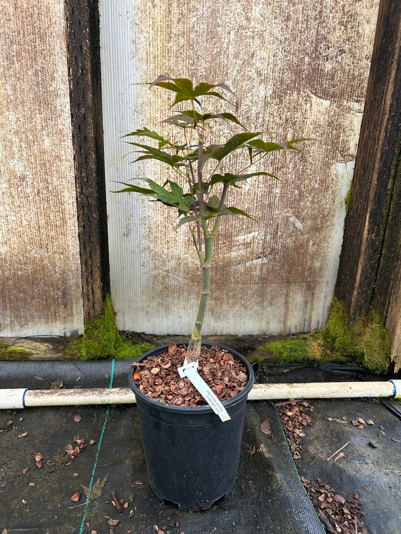 Acer palmatum 'Rhode Island Red' Dwarf Bloodgood Japanese Maple
