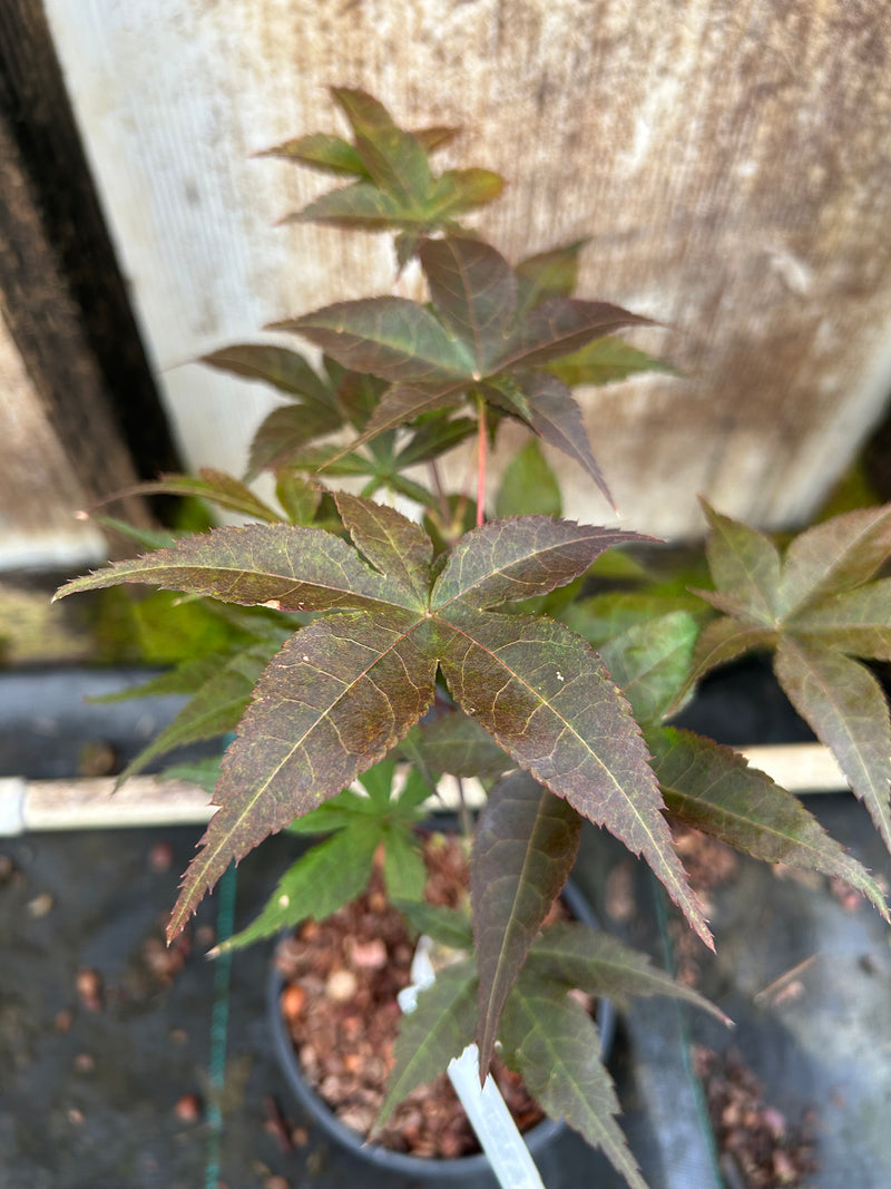 Acer palmatum 'Rhode Island Red' Dwarf Bloodgood Japanese Maple