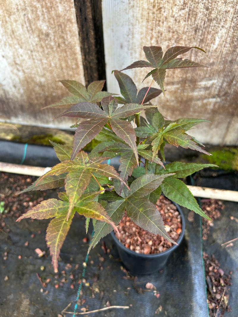 Acer palmatum 'Rhode Island Red' Dwarf Bloodgood Japanese Maple