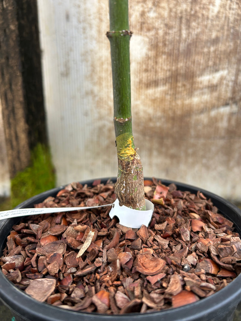 Acer palmatum 'Rhode Island Red' Dwarf Bloodgood Japanese Maple