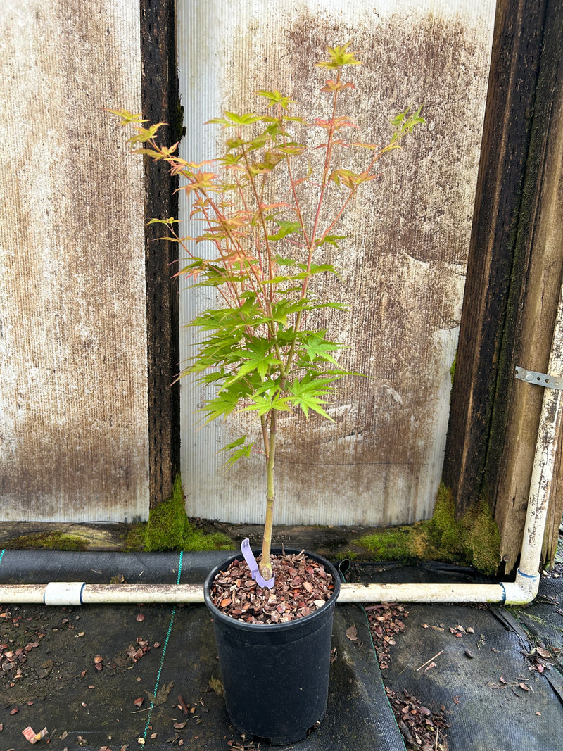 Acer palmatum 'Sango kaku' Coral Bark Japanese Maple