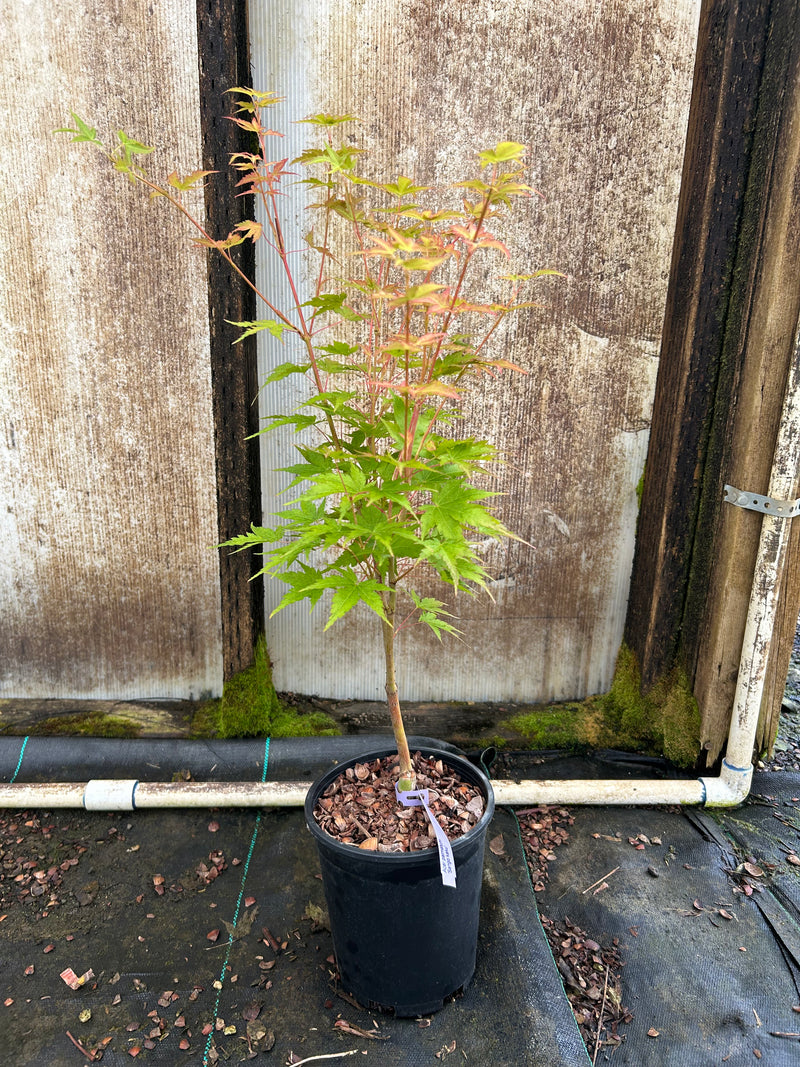 Acer palmatum 'Sango kaku' Coral Bark Japanese Maple