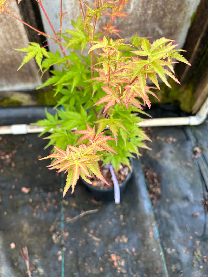 Acer palmatum 'Sango kaku' Coral Bark Japanese Maple