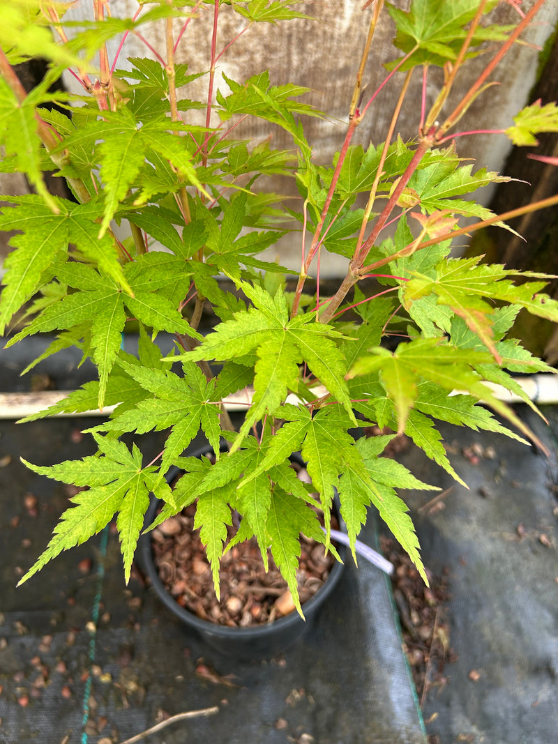 Acer palmatum 'Sango kaku' Coral Bark Japanese Maple